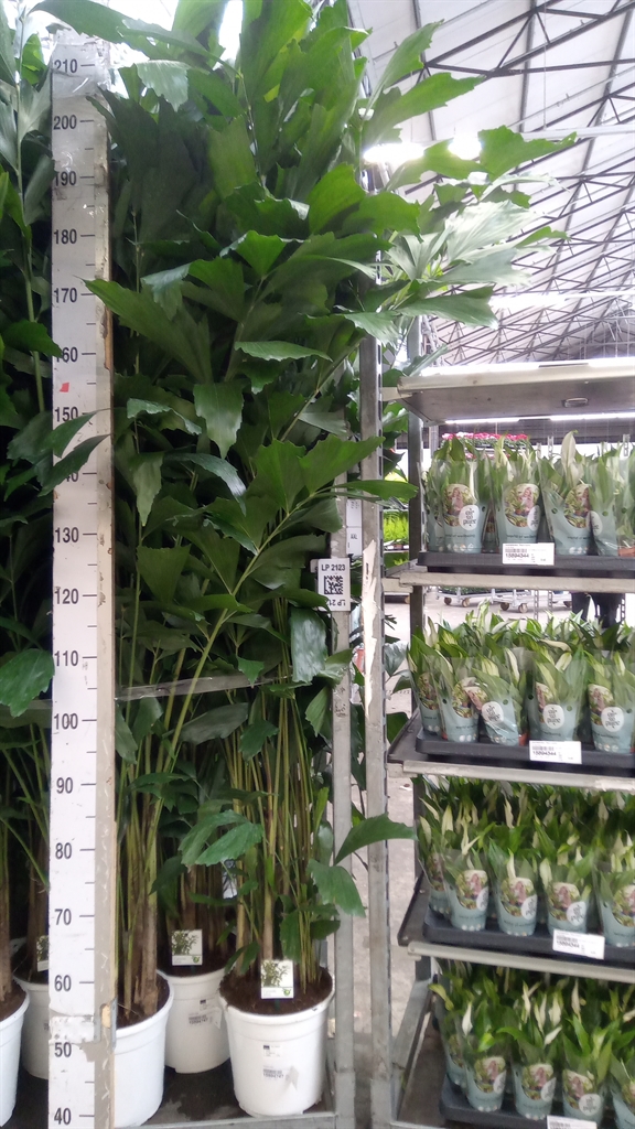 Caryota 24Ø 170cm