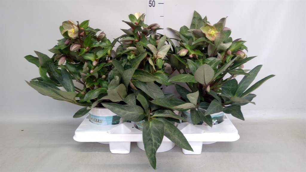 Helleborus Viv Valeria 19Ø 40cm