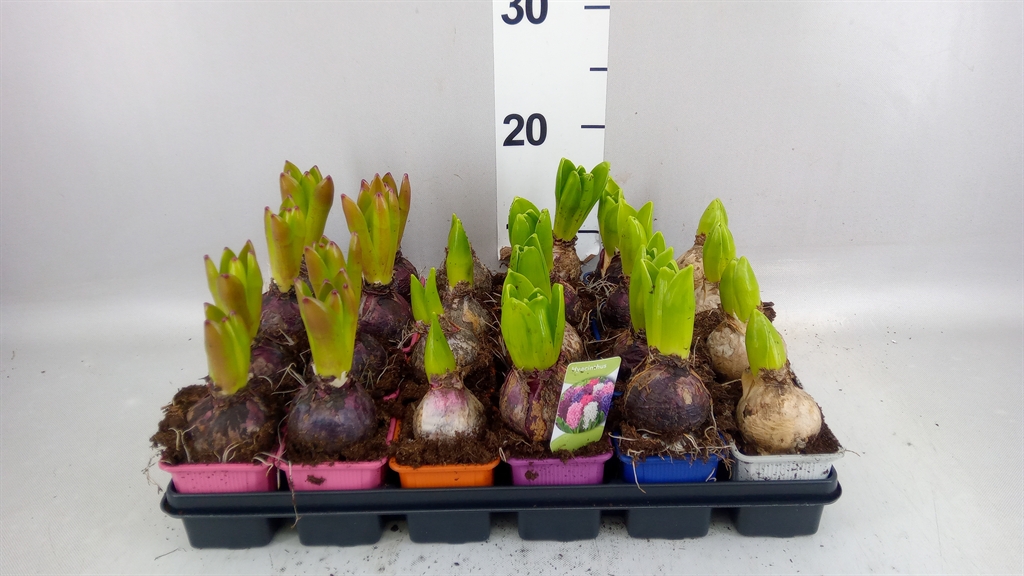 Hyacinthus Mix 7Ø 13cm 1pp