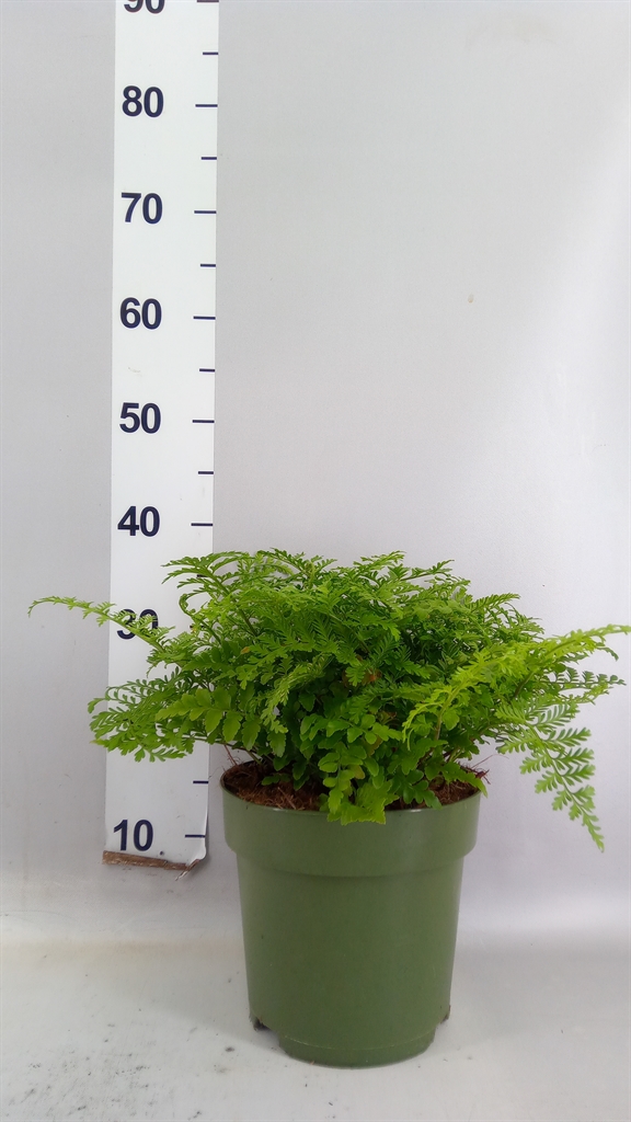 Asplenium Parvati 21Ø 50cm