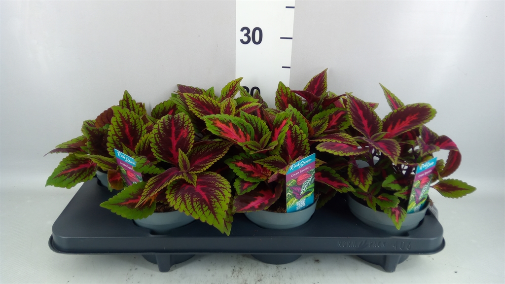 Plectranthus Main Street Ruby Road 13Ø 20cm
