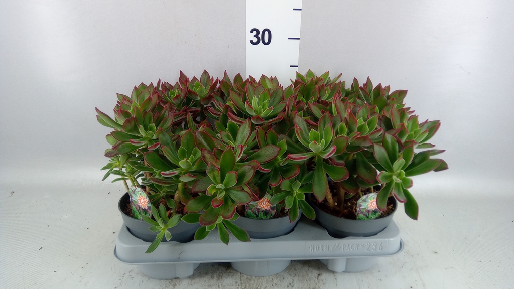 Echeveria Devotion 13Ø 15cm