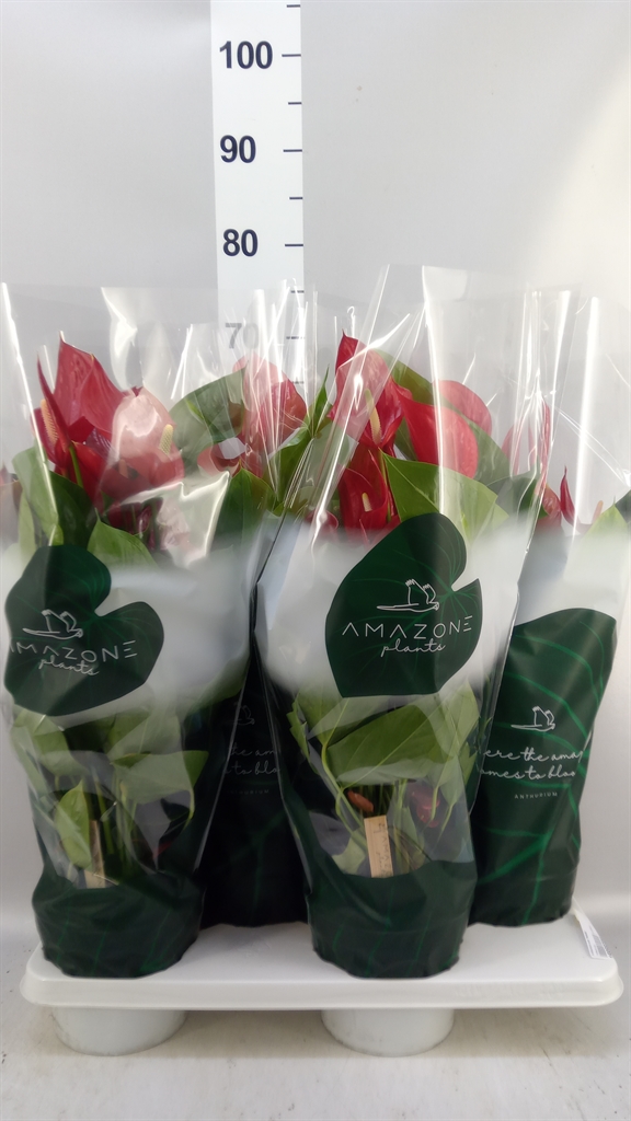 Anthurium Melodia 17Ø 65cm