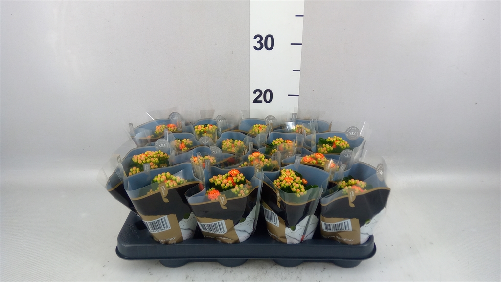 Kalanchoe Double Rosalina Don Pedro 7Ø 15cm