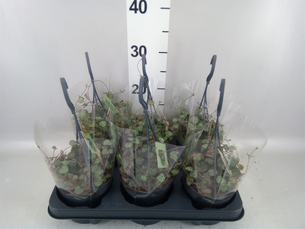 Ceropegia Woodii Sup 12Ø 32cm