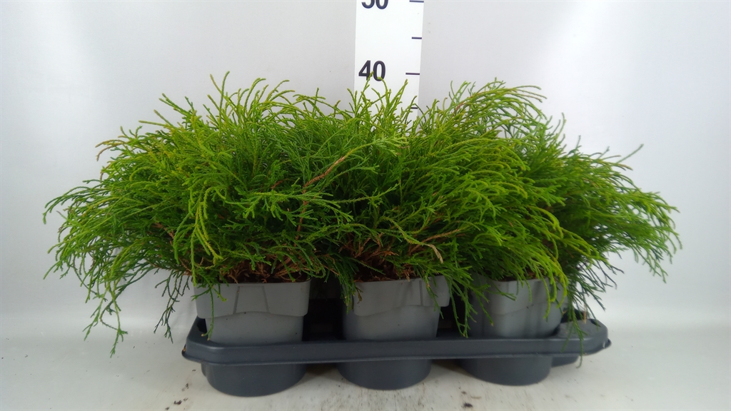 Chamaecyparis Filifera Nana 17Ø 20cm