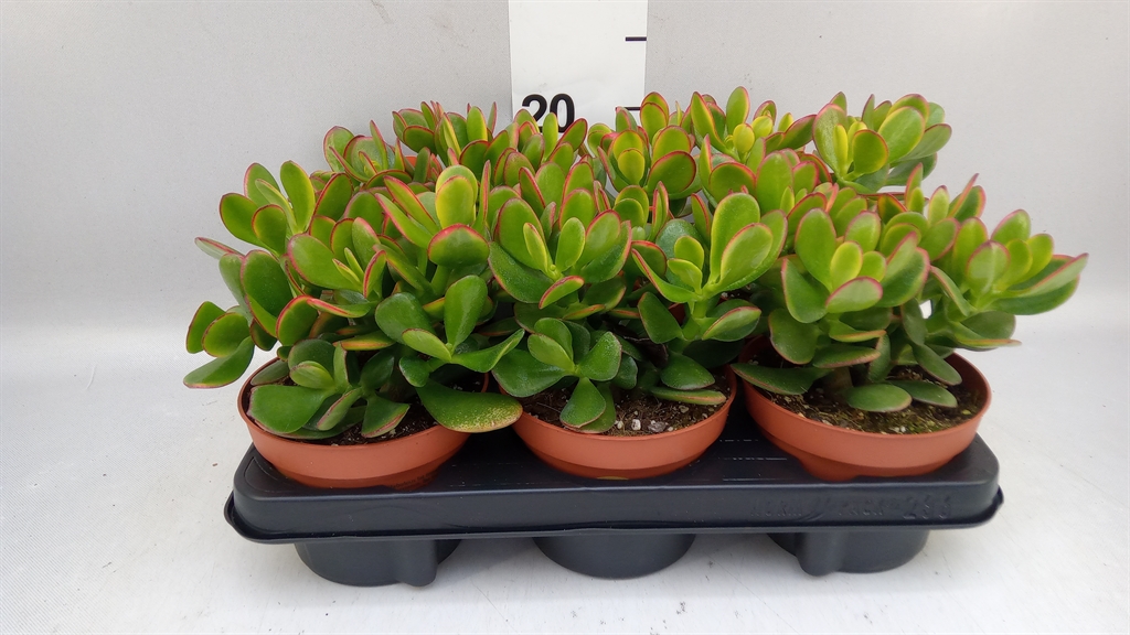 Crassula Sunset 13Ø 15cm