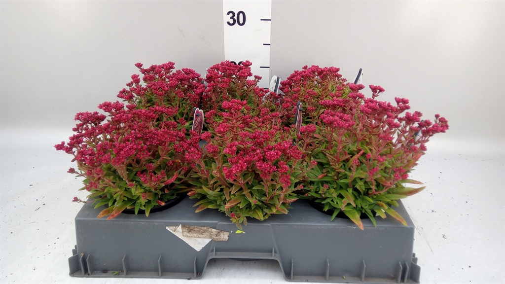 Crassula Schmidtii 13Ø 20cm