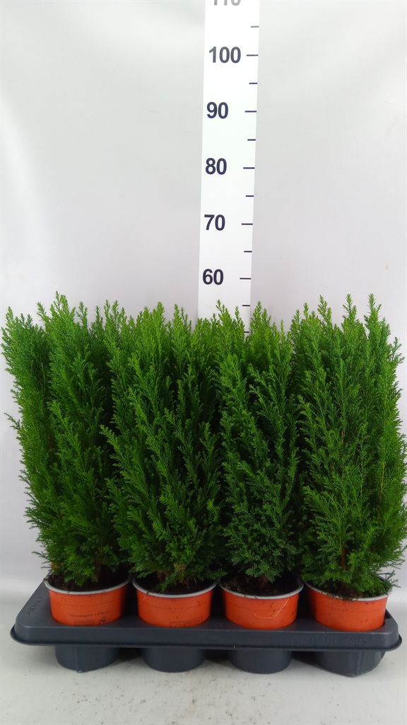 Chamaecyparis Ellwoodii 13Ø 48cm