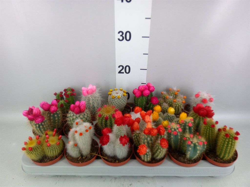 Cactus Decorated 8Ø 12cm