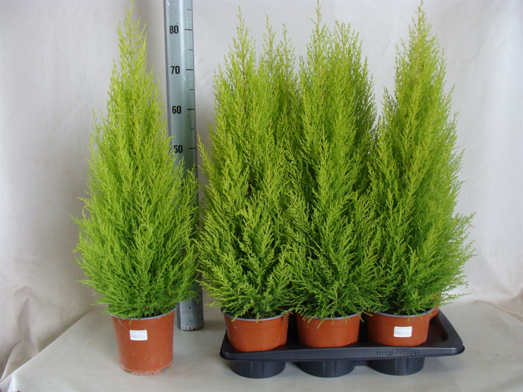 Cupressus Goldcrest Wilma 17Ø 75cm