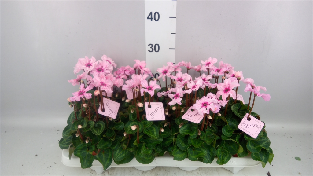 Cyclamen Persicum Illusia 10Ø 25cm