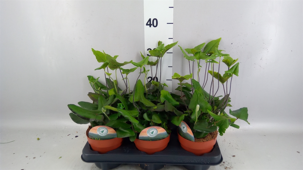 Hemionitis Arifolia 12Ø 25cm