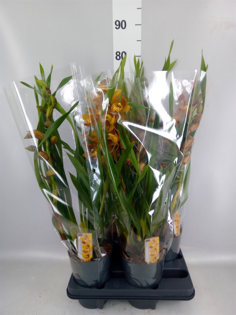 Cymbidium Indian Summer 14Ø 65cm 3st