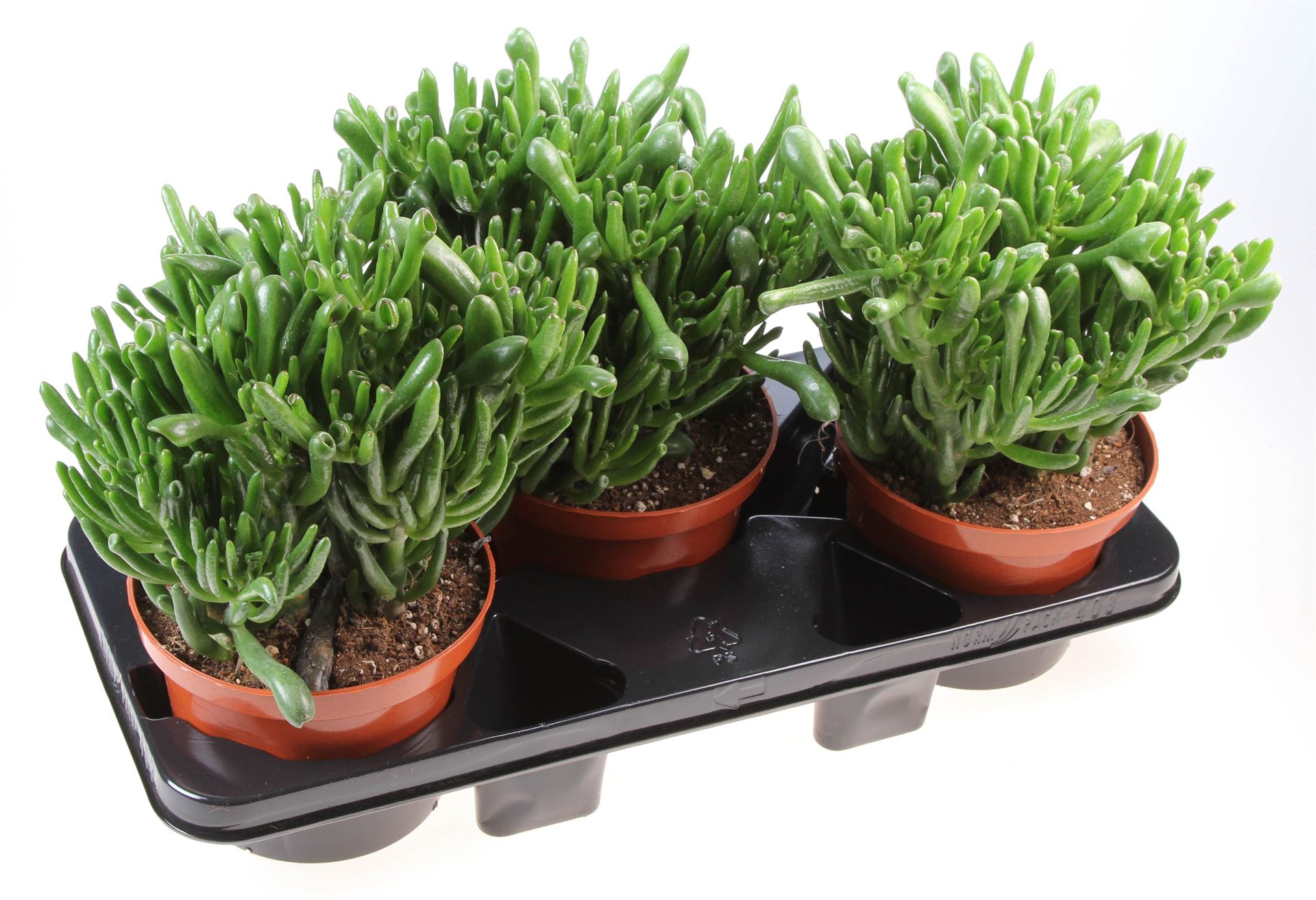Crassula Hobbit 17Ø 30cm