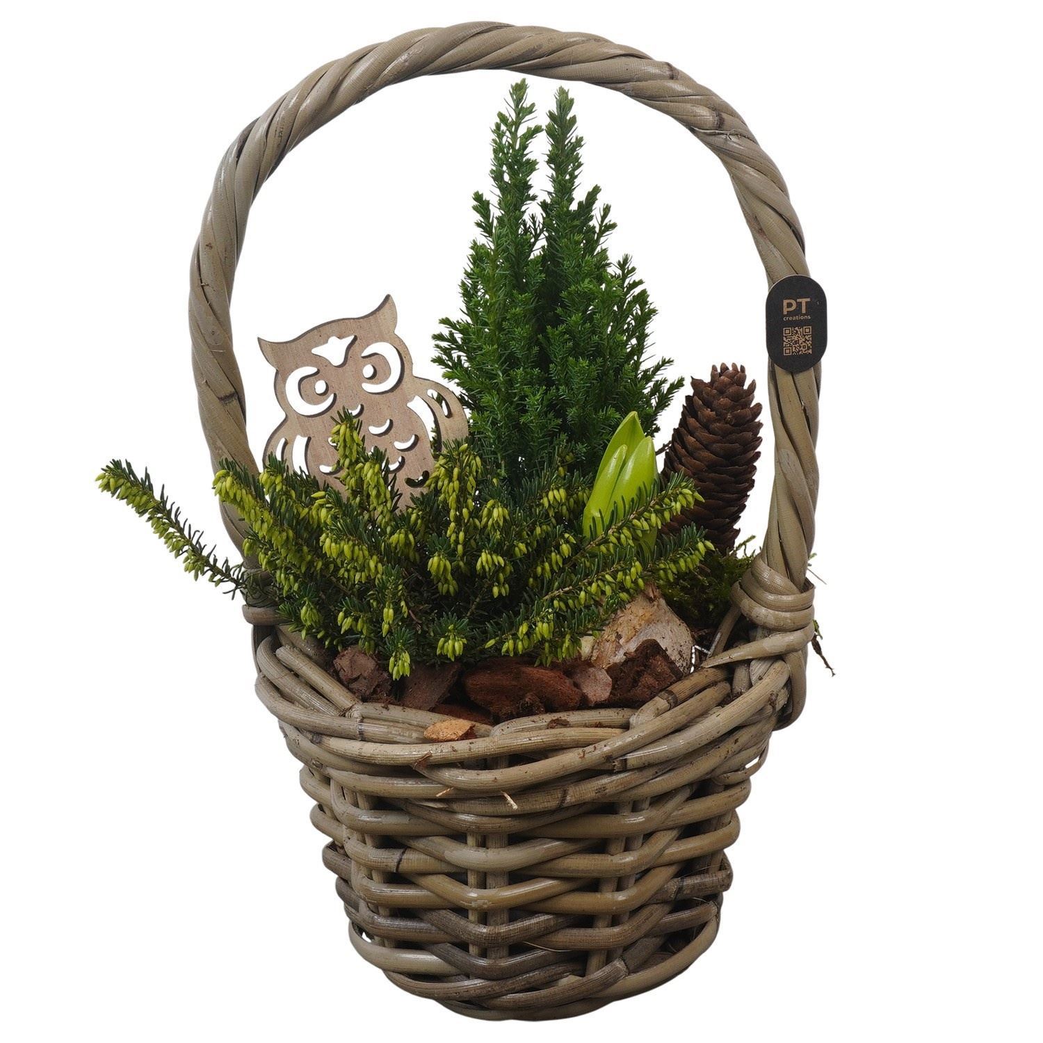 Arrangement Garden Plants 16Ø