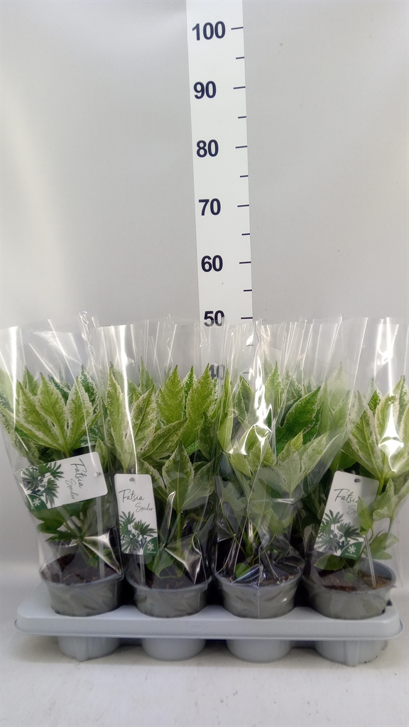 Fatsia Variegata 14Ø 45cm