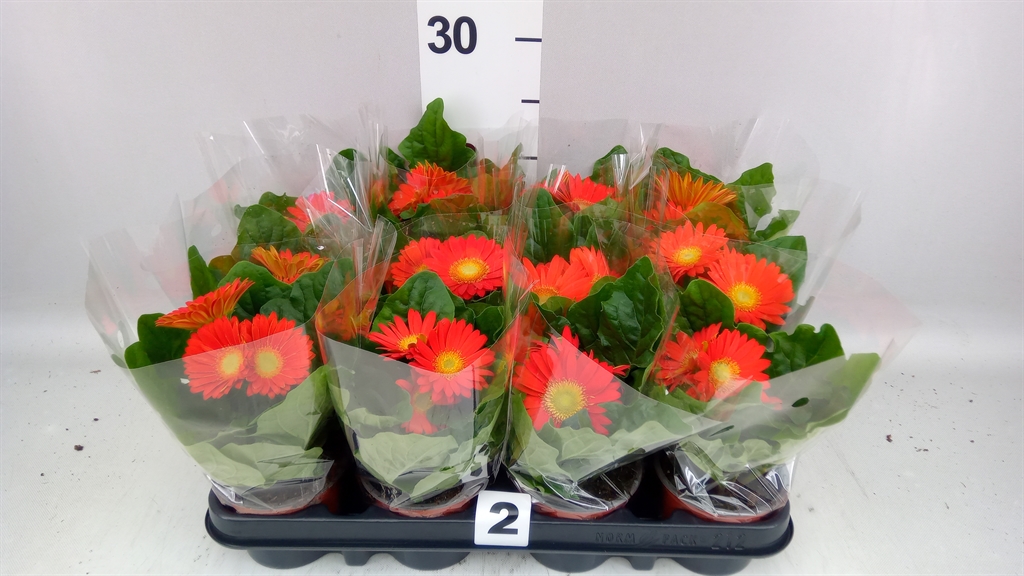 Gerbera Colourgame Orange 9Ø 25cm