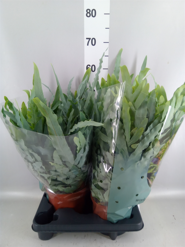 Phlebodium Blue Star 19Ø 60cm