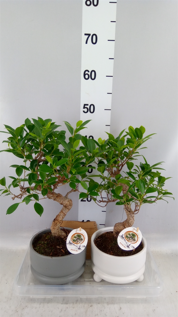 Bonsai Mix 17Ø 35cm