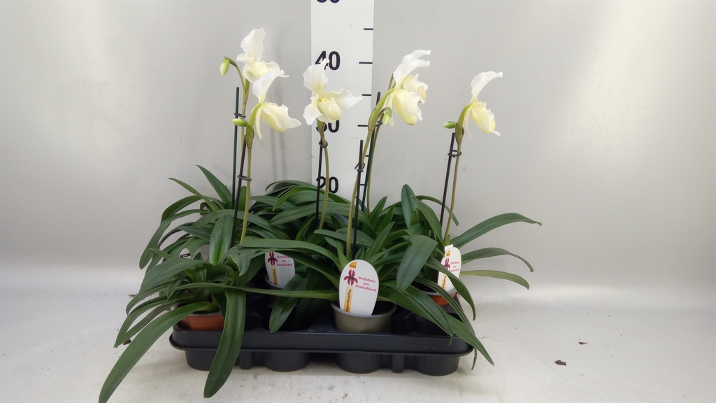 Paph Overig 9Ø 30cm