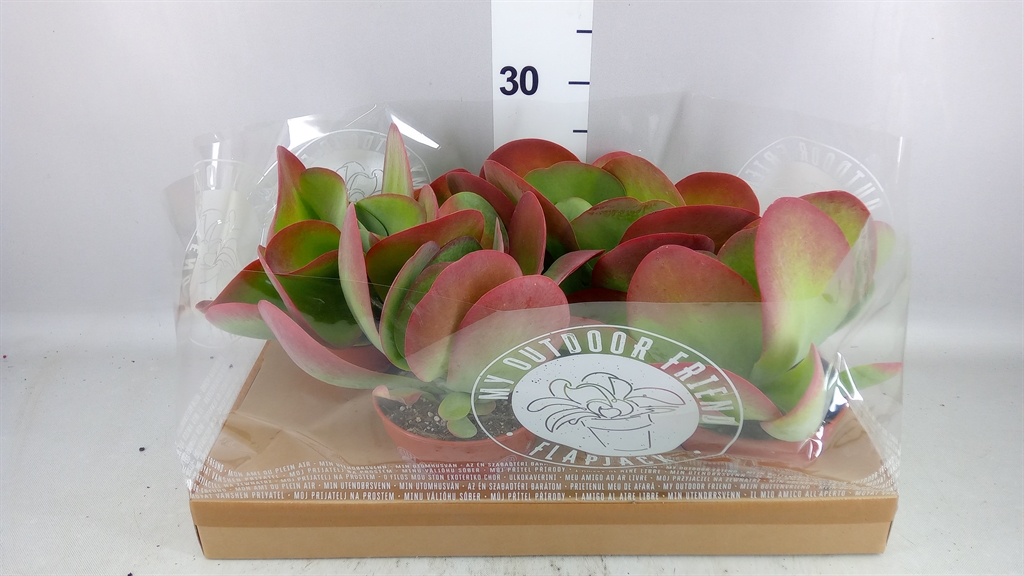 Kalanchoe Thyrsiflora 15Ø 27cm