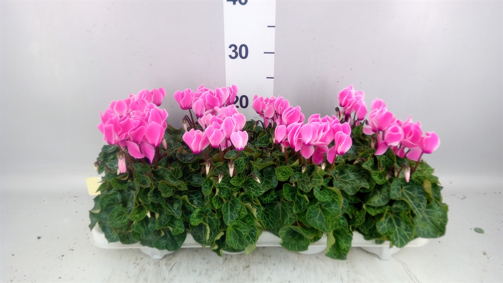Cyclamen Super Serie Allure 10Ø 25cm