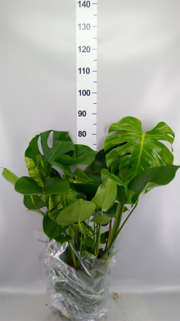 Monstera Deliciosa 27Ø 75cm
