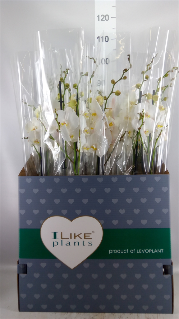 Phalaenopsis White 2 Stem 12Ø 75cm