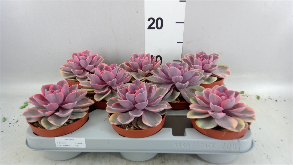 Echeveria Grey Prince 510Ø 14cm