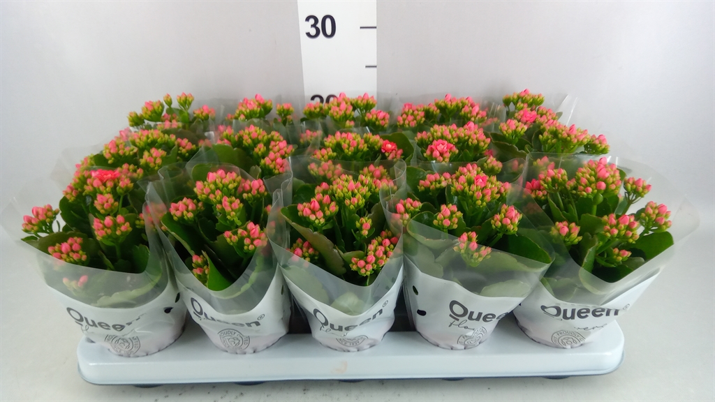 Kalanchoe Double More Flowers Augusta 9Ø 18cm