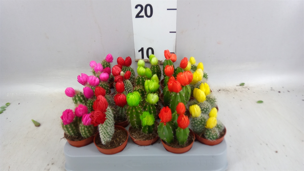 Cactus Decorated 505Ø 8cm