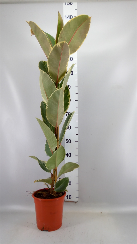 Ficus Tineke 21Ø 120cm
