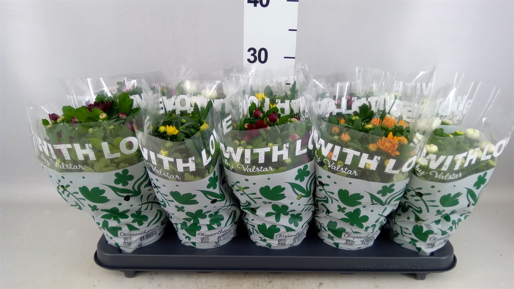 Chrysanth Mix 5 Colours 12Ø 25cm