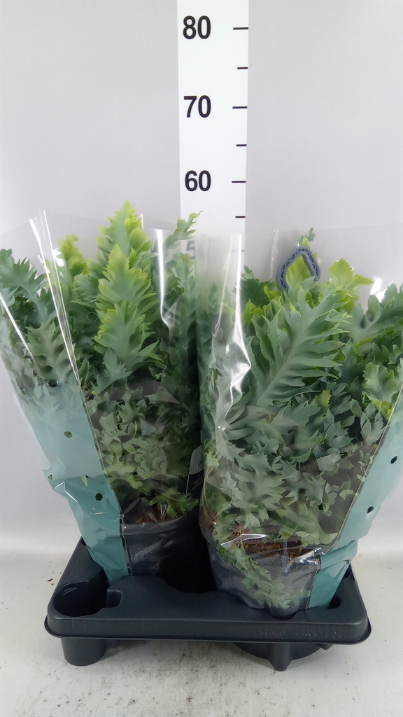 Phlebodium Aureum Davana 20Ø 40cm