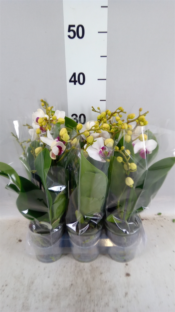 Phal Mf F Safe Haven 9Ø 35cm
