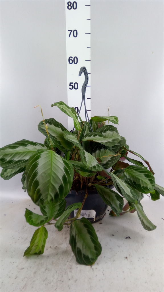 Maranta Leuconeura Momagrey 25Ø 30cm