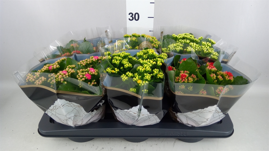 Kalanchoe Double Royale Mix 15Ø 27cm
