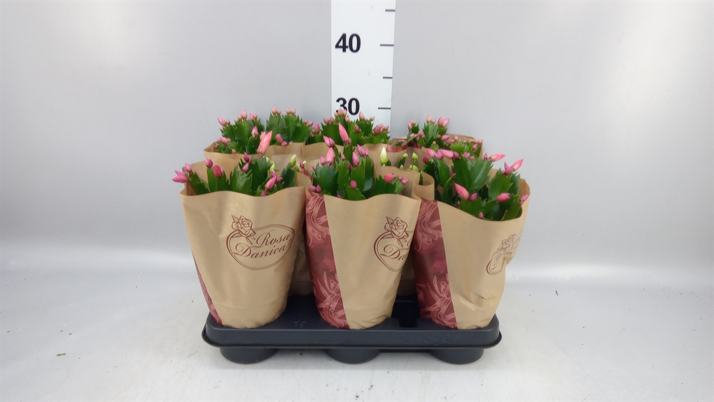 Schlumb Overig 12Ø 25cm