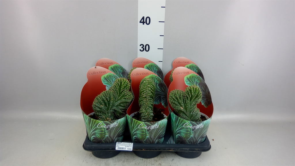 Cactus Overig 14Ø 30cm