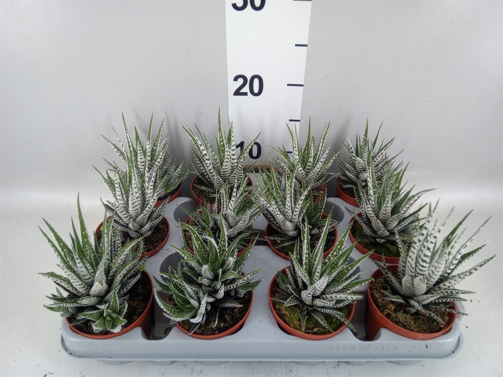 Haworthia Alba 8Ø 14cm