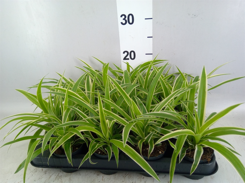 Chlorophytum Ocean 7Ø 15cm