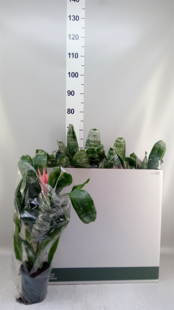 Aechmea Fasciata Primera 12Ø 50cm
