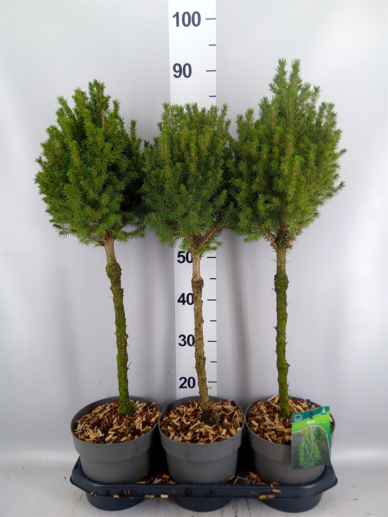 Picea Perfecta 19Ø 80cm