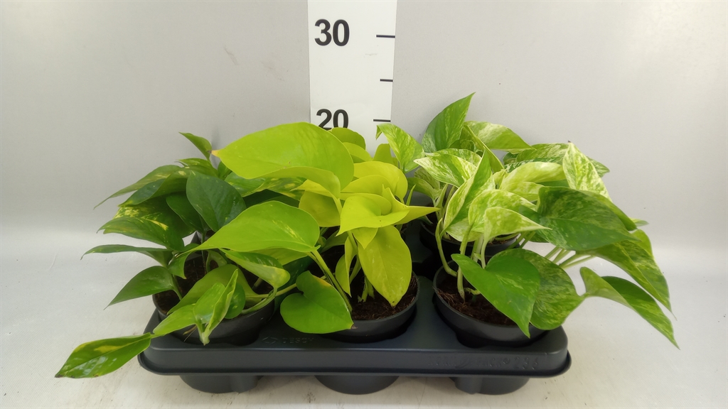 Epipermnum Mix 12Ø 25cm