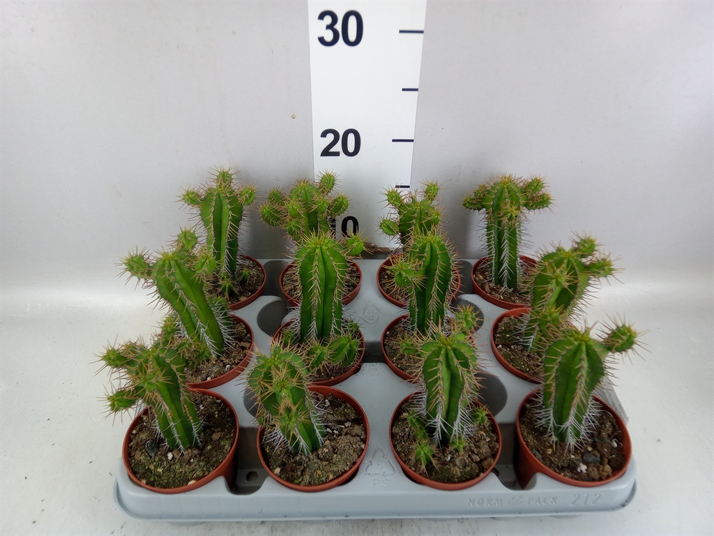 Euphor Succulenten 508Ø 12cm
