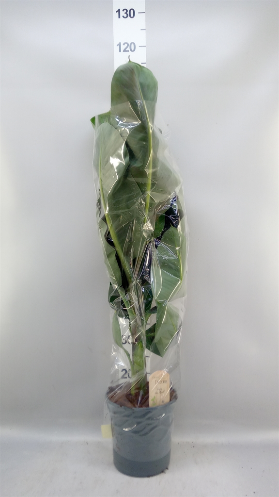 Musa Dwarf Cavendish 21Ø 100cm