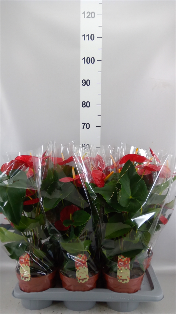 Anthurium Idaho 17Ø 60cm