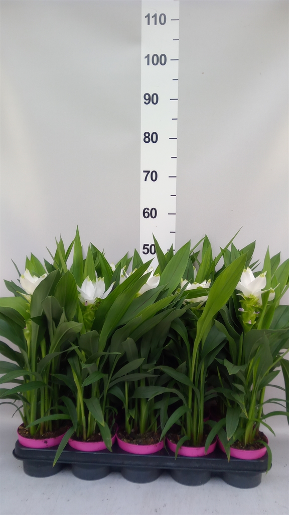 Curcuma Siam Sisto 12Ø 50cm