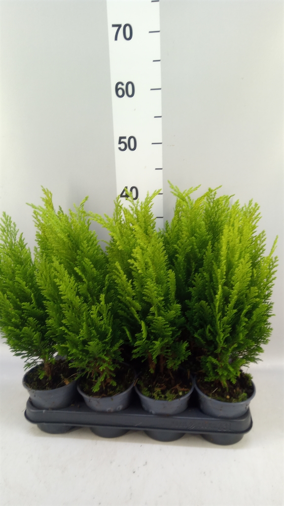 Chamaecyparis Ellwoods Empire 10Ø 35cm